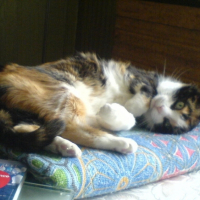 Photo #207642 de Mousse
