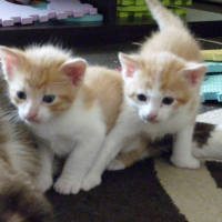 Photo #207658 de Chaton 3