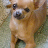 elliot
