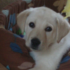 bebe
