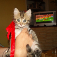Photo #207768 de Astuce