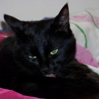 Photo #207781 de Cokin