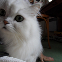 Photo #207809 de Sirtaki des princes de l'olympe