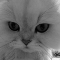 Photo #207811 de Sirtaki des princes de l'olympe