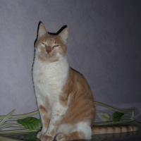 Photo #207823 de Triskell
