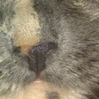 Photo #207852 de Plume