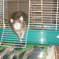 Photo #207857 de Titus