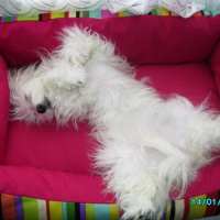 Photo #207916 de Bettie