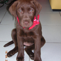 Photo #207939 de Samba