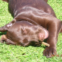 Photo #207941 de Samba