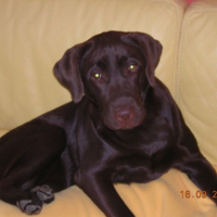 Photo #207942 de Samba