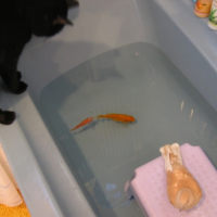 Photo #208063 de Pistache