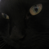 Photo #208065 de Pistache