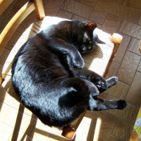 Photo #208070 de Pistache