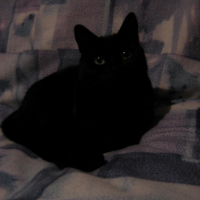 Photo #208072 de Pistache
