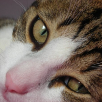 Photo #208075 de Globule