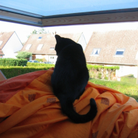 Photo #208081 de Pistache