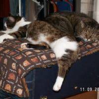 Photo #208141 de Moustique
