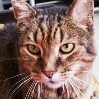 Photo #208147 de Moustique