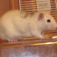 Photo #208151 de Tit rat