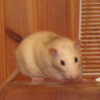 Photo #208152 de Tit rat