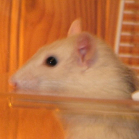 Photo #208153 de Tit rat