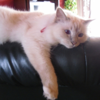 Photo #208185 de Dalton