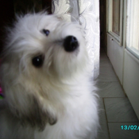 Photo #208190 de Bettie