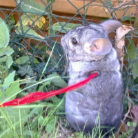 Photo #208192 de Norton