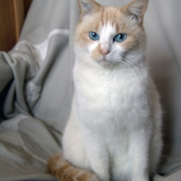 Photo #208202 de Coco