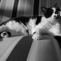Photo #208208 de Caline