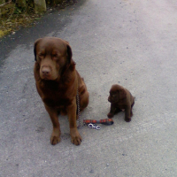 Photo #208233 de Djep   (labrador)