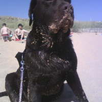 Photo #208235 de Djep   (labrador)