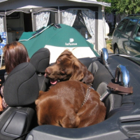 Photo #208236 de Djep   (labrador)