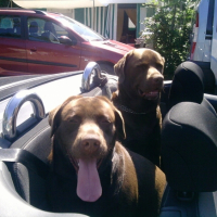 Photo #208239 de Djep   (labrador)