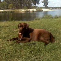 Photo #208240 de Djep   (labrador)