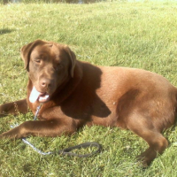 Photo #208241 de Djep   (labrador)