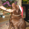 vive noel