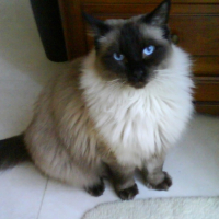 Photo #208271 de Alonzo