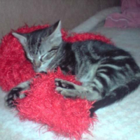 Photo #208288 de Diabolo
