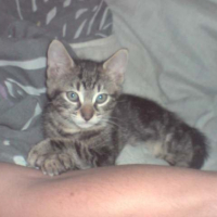 Photo #208289 de Diabolo