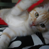 Photo #208300 de Dean