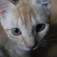 Photo #208301 de Dean