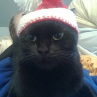 Photo #208318 de Bagheera