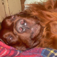 sieste