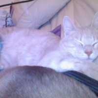 Photo #208377 de Garfild