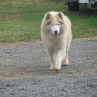 Photo #208382 de Balou