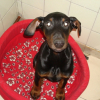 bebe doberman