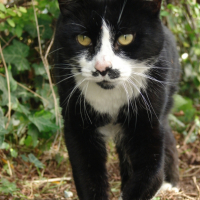 Photo #208416 de Moustache