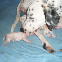 Photo #208444 de Les dalmachiots